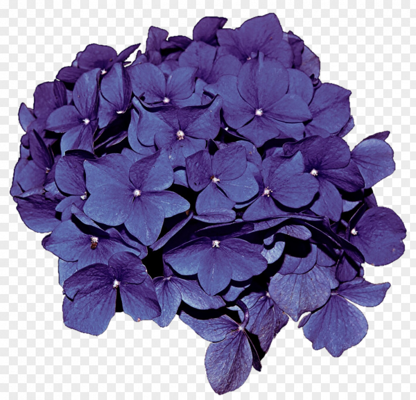 Hydrangea French Cut Flowers Plant PNG