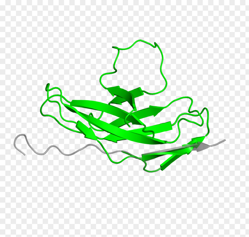 Leaf Amphibian Clip Art PNG