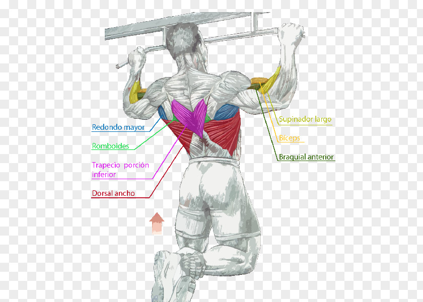 Muscles Pull-up Chin-up Muscle Pulldown Exercise PNG