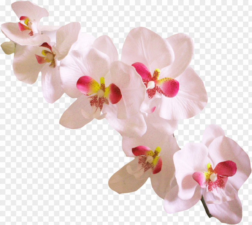 Orchid Orchids Dendrobium Clip Art PNG