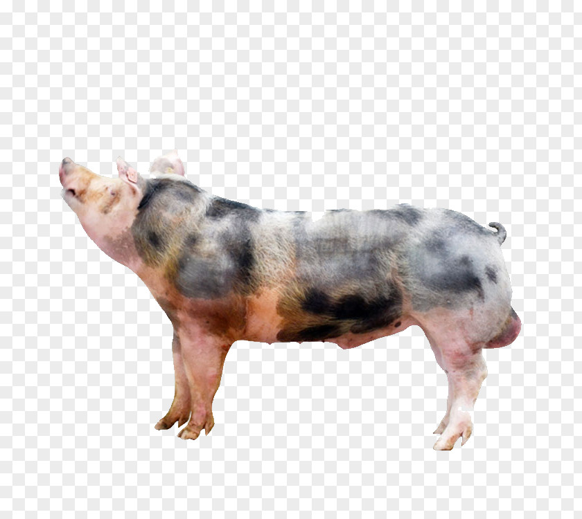 Pig Looking At The Sky Pixe9train Duroc Animal PNG