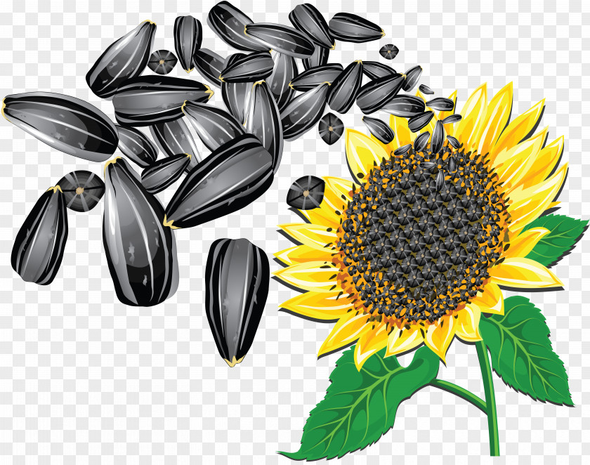 Sunflower Seeds PNG seeds clipart PNG