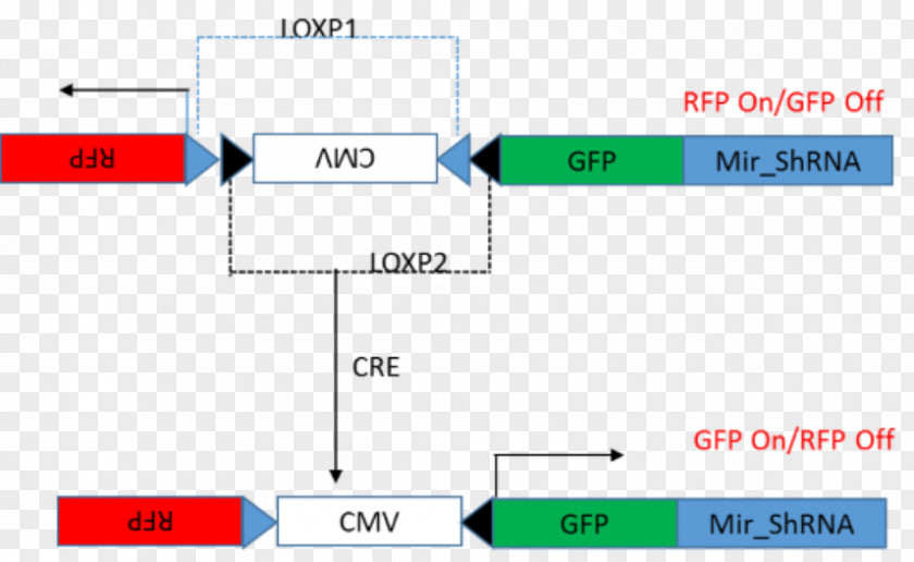 Technology Cre-Lox Recombination Cre Recombinase Short Hairpin RNA System Gene Expression PNG