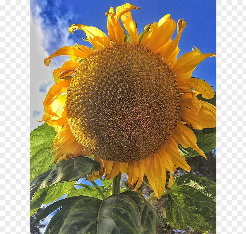 Thaller Than Thall Sunflower Seed Sunflowers PNG