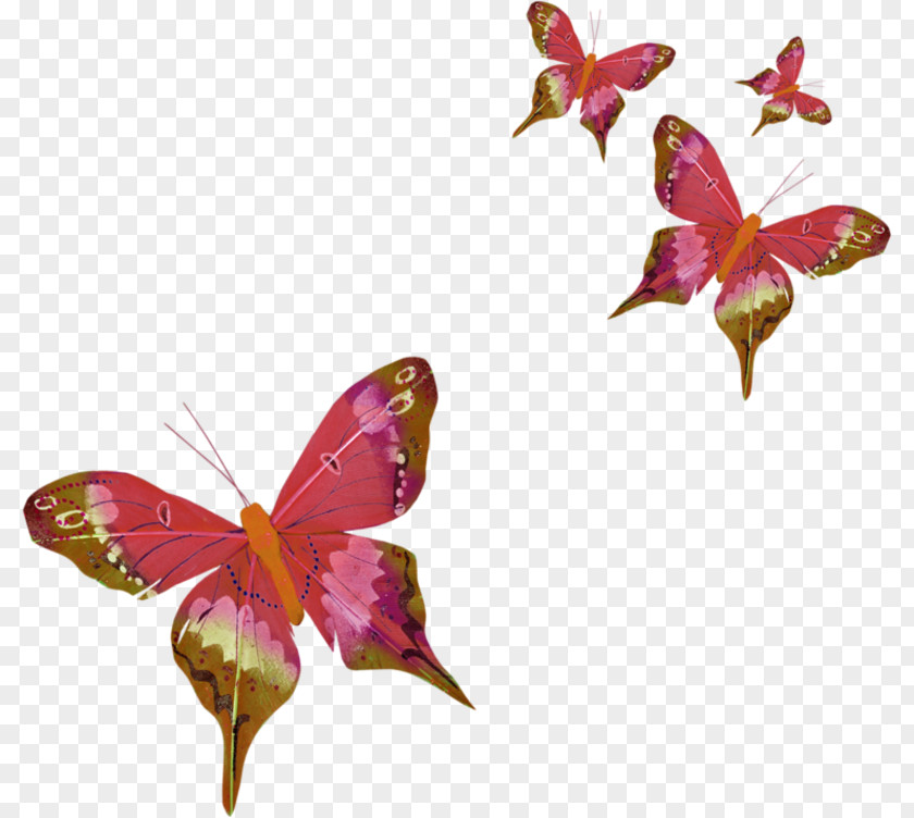 Butterfly Three-letter Acronym Clip Art PNG