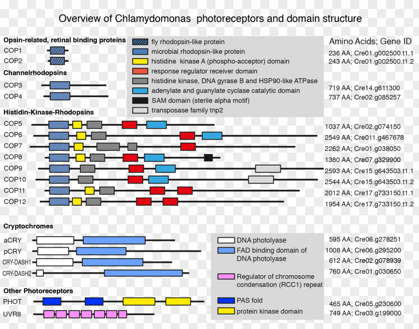 Chlamydomonas Reinhardtii CRISPR Gene Algae Electroporation PNG