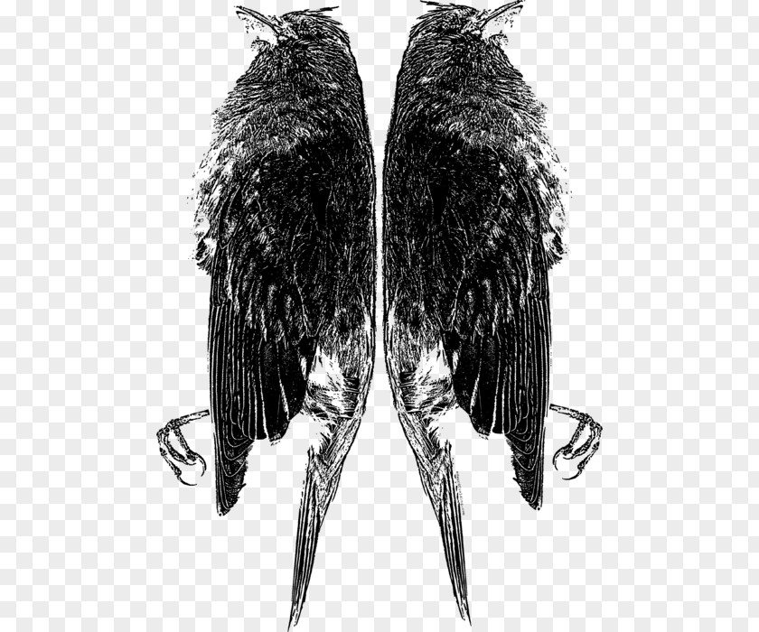 Eagle Beak Feather White PNG