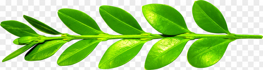 Leaf Branch Euclidean Vector PNG