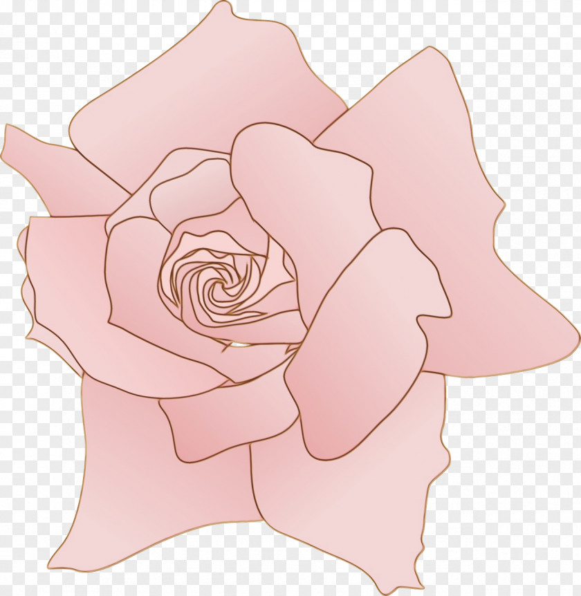 Rose Order Plant Garden Roses PNG