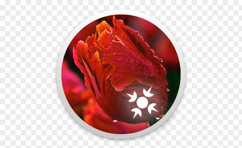 Tulip Flower Rediffmail Petal Desktop Wallpaper PNG