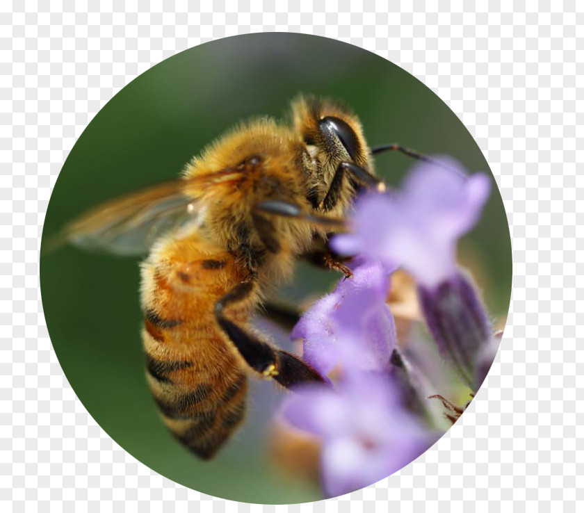 Bee Honey Bumblebee Insect Nectar PNG