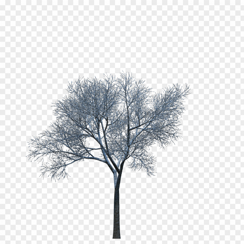 Tree Plant Download 3D Computer Graphics PNG
