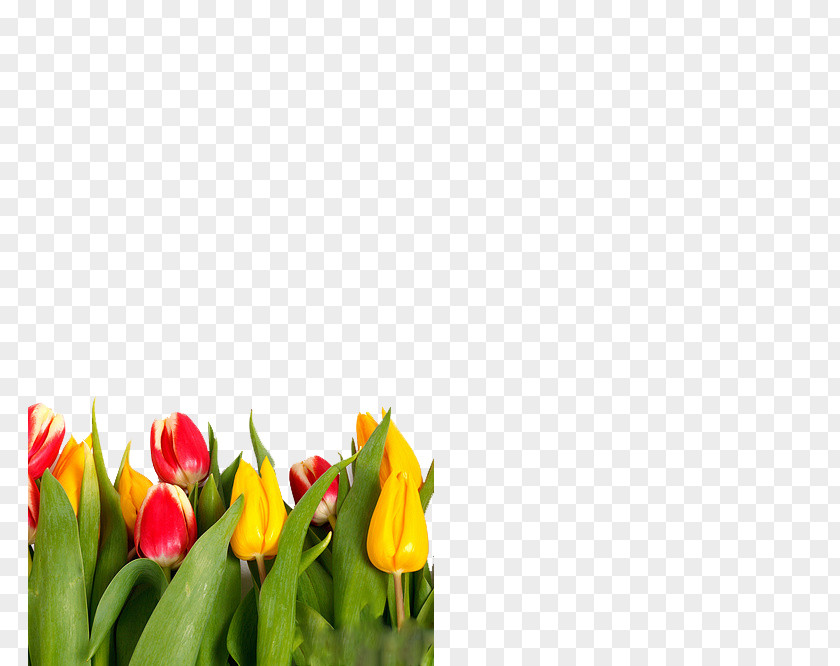 Tulips Wedding Invitation Indira Gandhi Memorial Tulip Garden Flower PNG