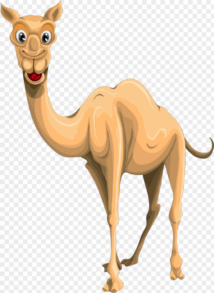 Camel Camelid Arabian Animal Figure Wildlife PNG