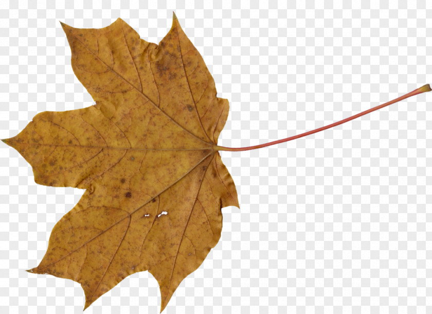 Leaf Maple PNG