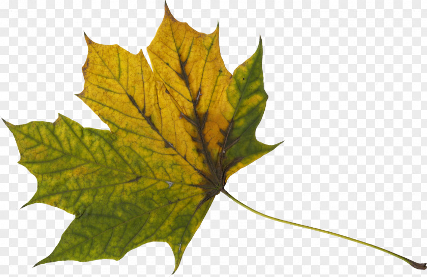 Leaves Maple Leaf Download Clip Art PNG