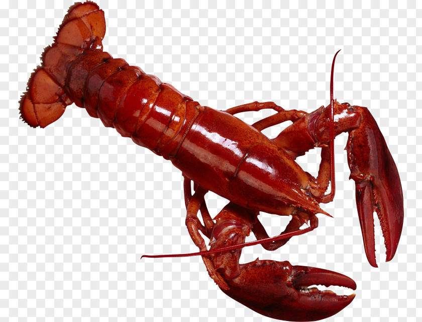 Lobster Crayfish As Food PNG as food, lobster clipart PNG