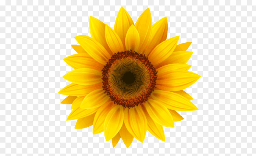 Sunflower Clip Art Image Common Transparency PNG