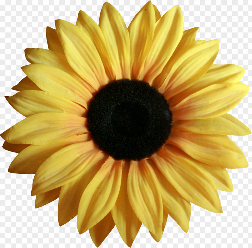 Sunflower Flower Yellow Petal PNG