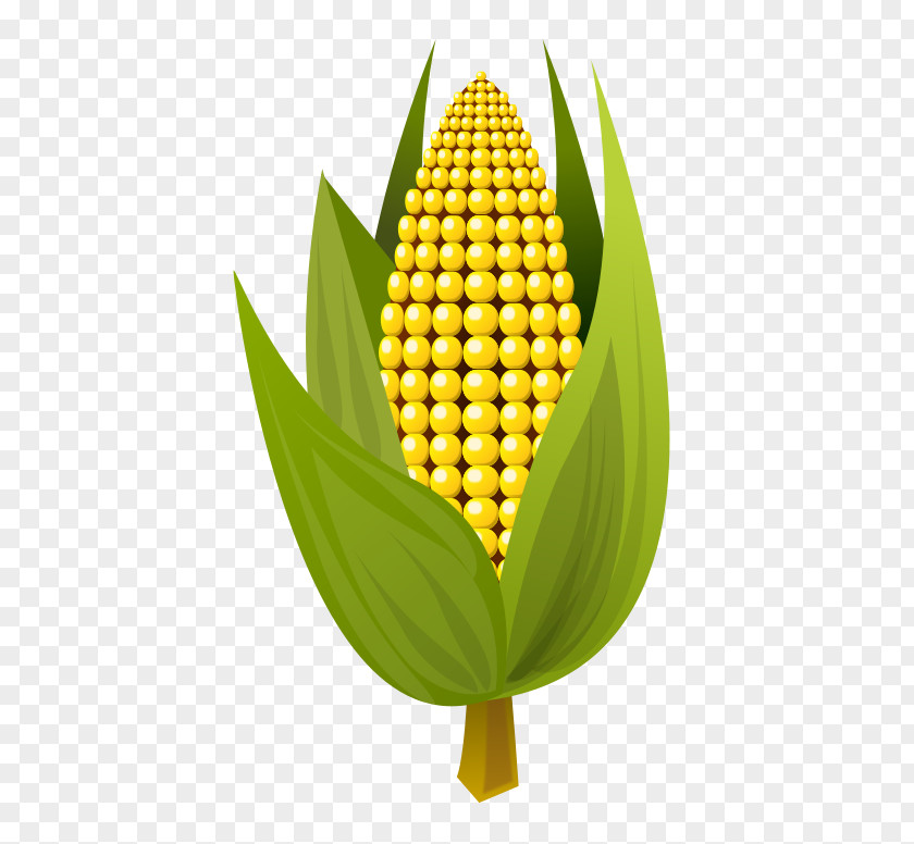 Sweet Corn On The Cob Maize Ear Clip Art PNG