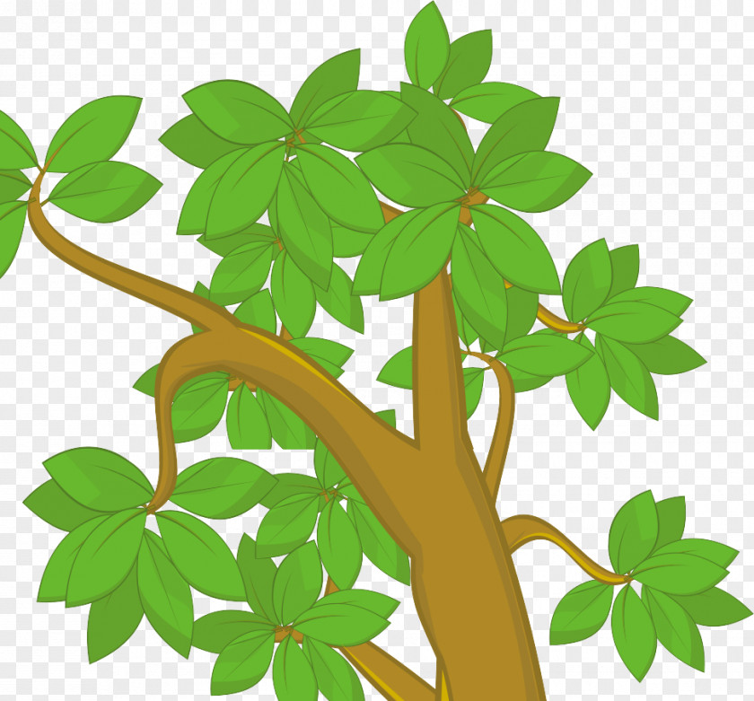 BAY LEAVES Tree Drawing Cartoon Clip Art PNG