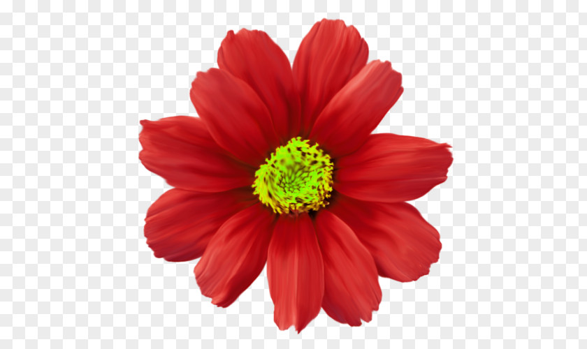 Chrysanthemum Flower Red Common Daisy Plant PNG