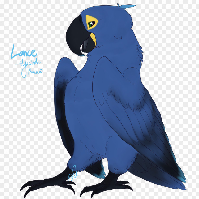Feather Macaw Parakeet Beak Cobalt Blue PNG