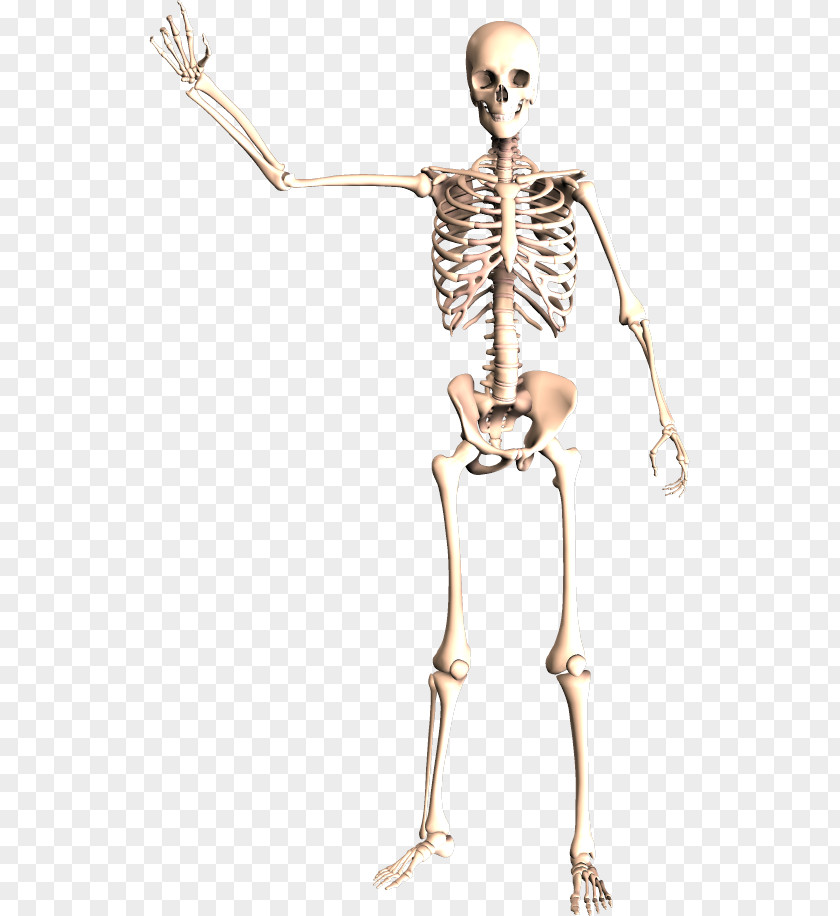 Skeleton Dynatomy: Dynamic Human Anatomy PNG