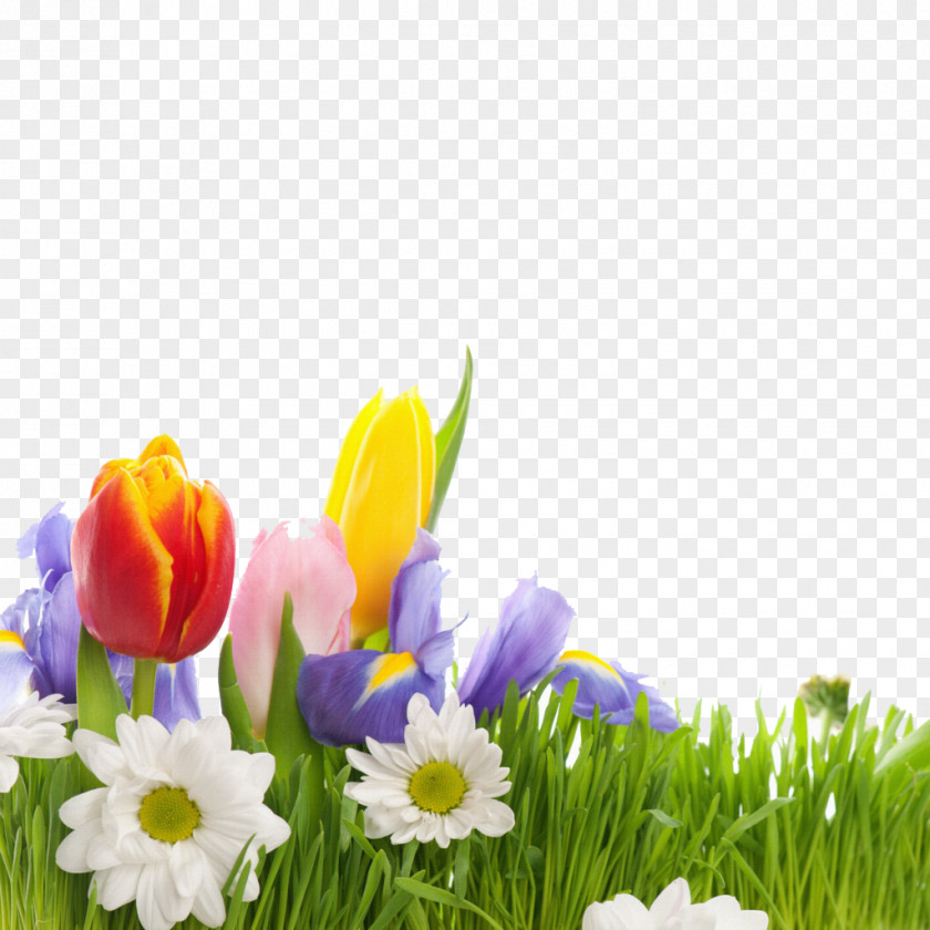 Beautiful Tulips Flower Spring Wallpaper PNG