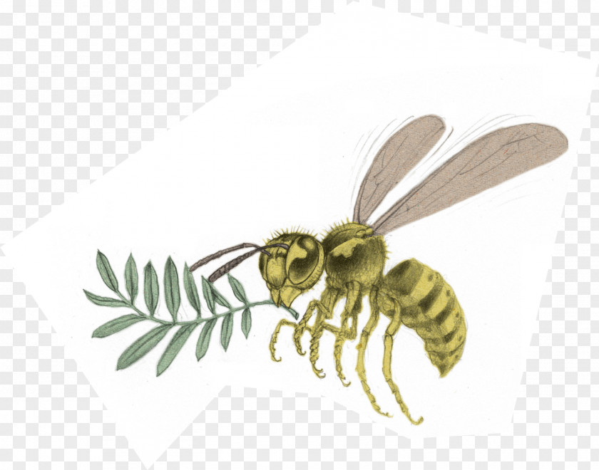 Bee Honey Hornet Wasp Yavapai College PNG