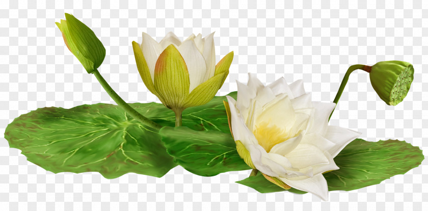 Lotus Leaf Pattern Water Lily Clip Art PNG
