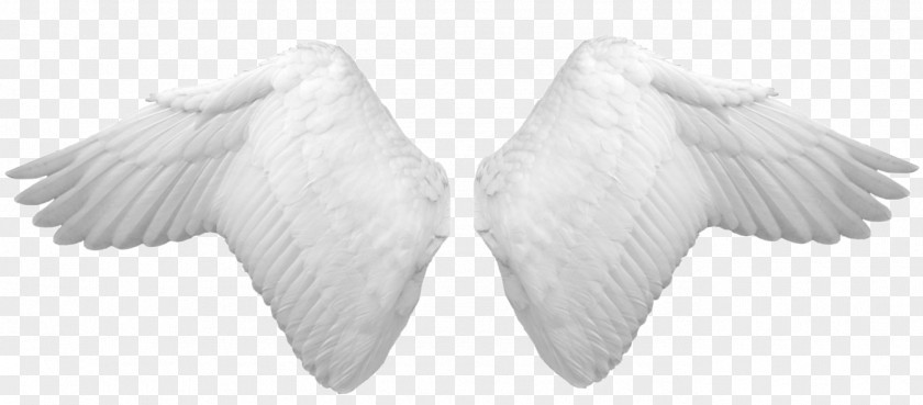 Wings Wing PNG