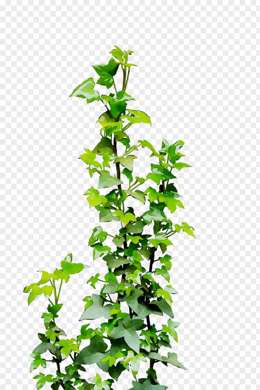 Clip Art Common Ivy Illustration Vine Drawing PNG