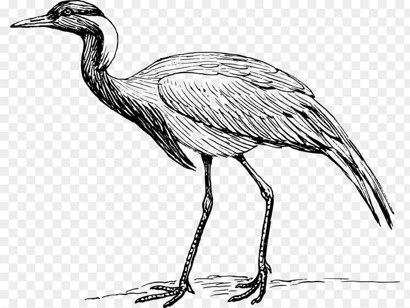 Crane Red-crowned Bird Whooping Clip Art PNG