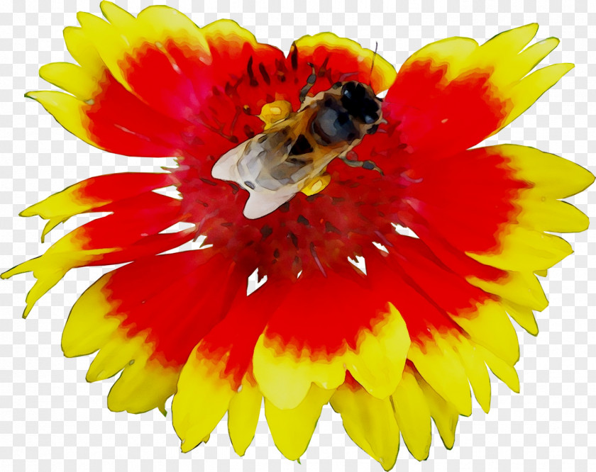 Honey Bee Transvaal Daisy Nectar Yellow PNG