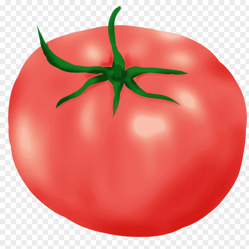 Tomato Plum Bush Budi Daya PNG