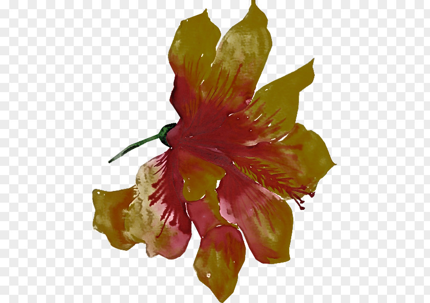 Flower Hibiscus Petal Plant Hawaiian PNG