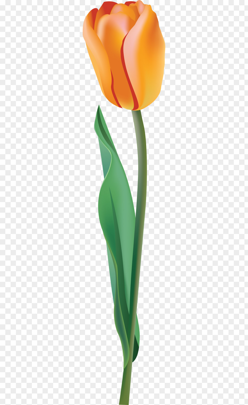 Tulip Clip Art PNG