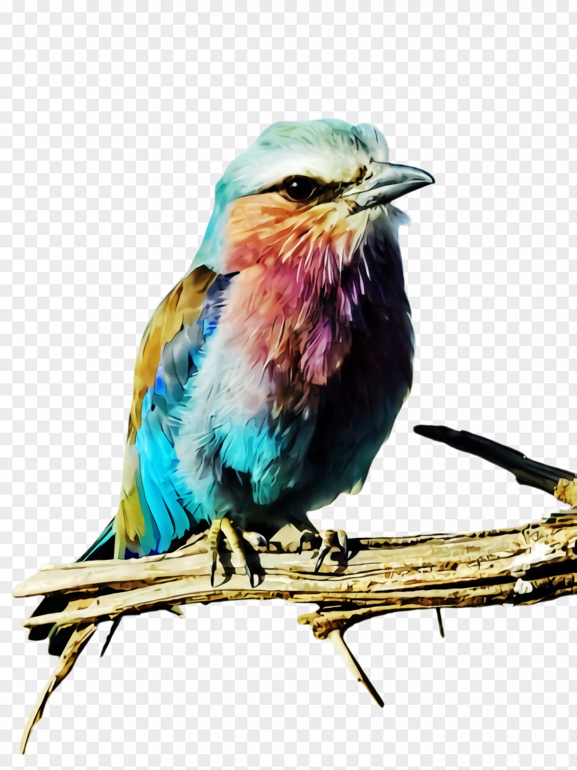 Coraciiformes Cuculiformes Bird Roller Beak Watercolor Paint PNG