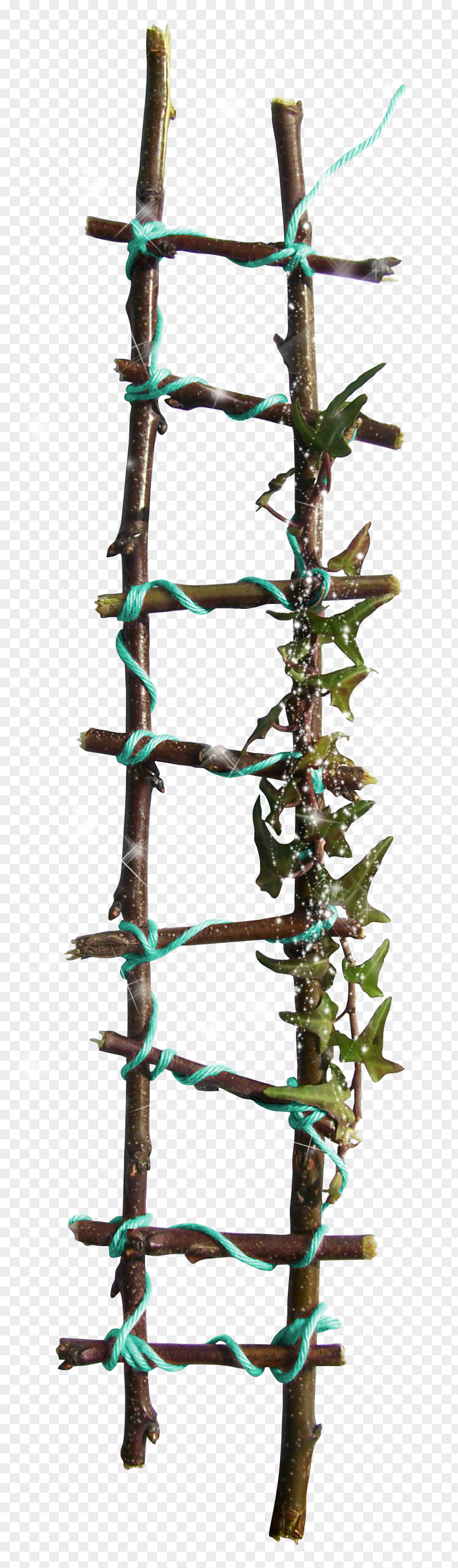 Ladder Twig Branch Plant Stem Tree Organism PNG
