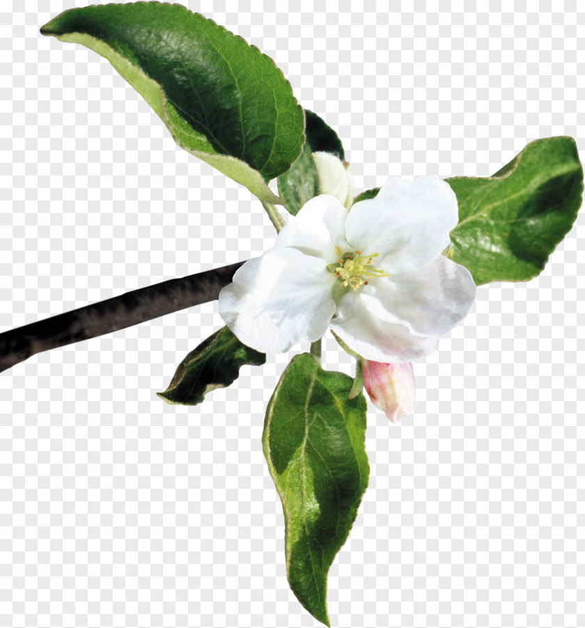 Peach Branches Cut Flowers Apples Blossom PNG