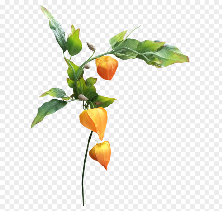 Simple Autumn Leaves Chinese Lantern Flower Clip Art PNG