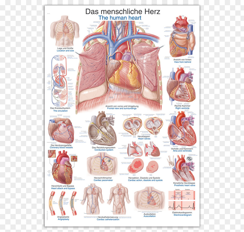 Wall Chart Anatomy Human Heart Body The Skeleton PNG