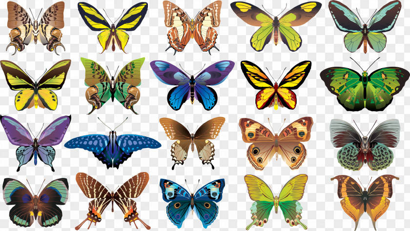 Butterfly Color Clip Art PNG