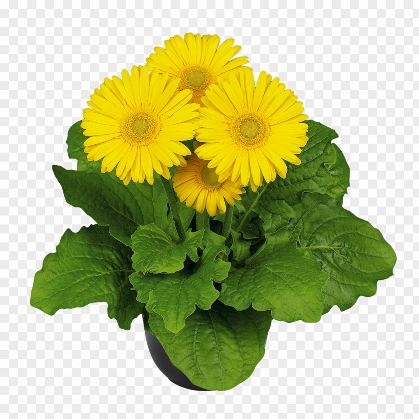 Flower Barberton Daisy Plants Chrysanthemum Seed PNG