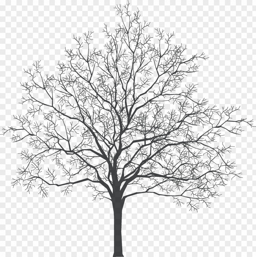Old Couch Tree PNG