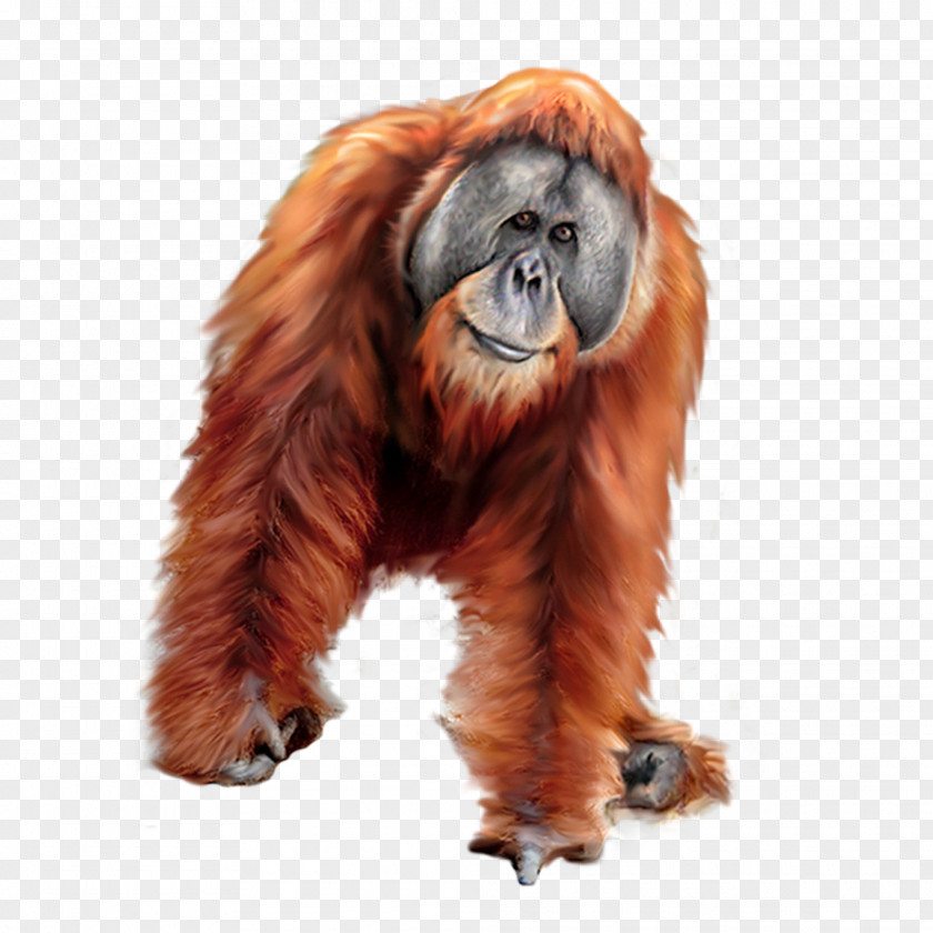 Orangutan Gorilla Tiger PNG