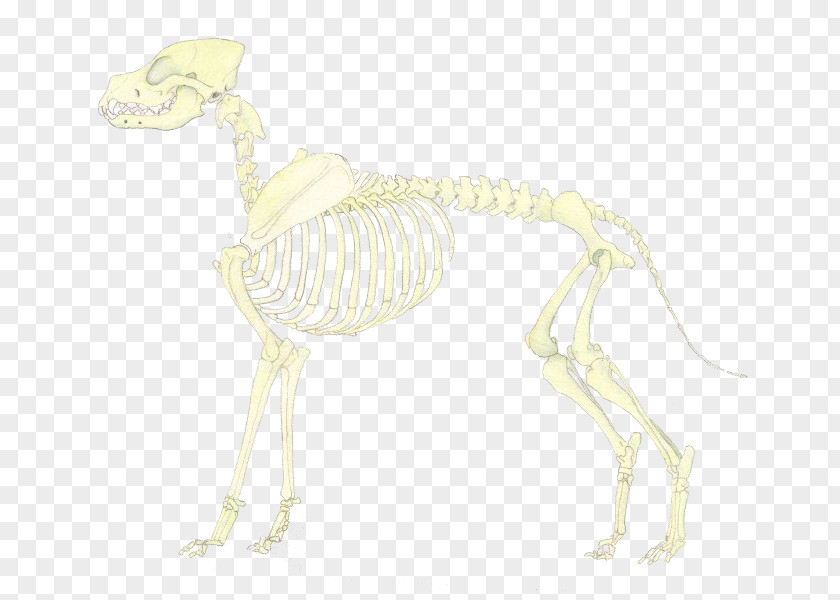 Skeleton Carnivora Joint Tail Animal PNG