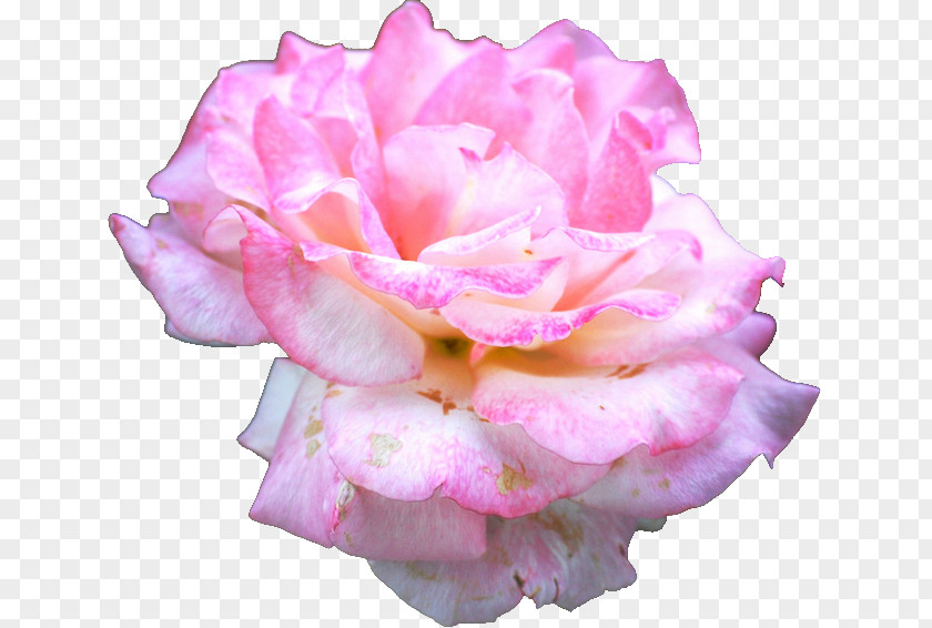 Source Of Life Garden Roses Centifolia Floribunda Rookie Cut Flowers PNG