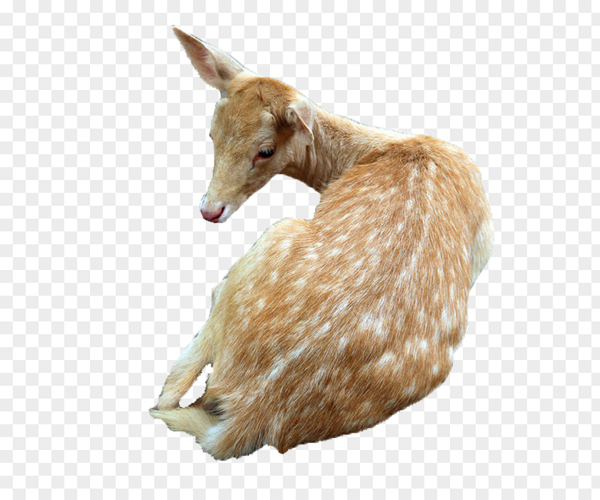 Tummy Deer Sika Goat PNG
